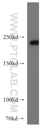 SLK Antibody in Western Blot (WB)