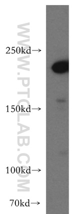 SLK Antibody in Western Blot (WB)