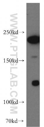 SLK Antibody in Western Blot (WB)