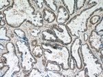 THRAP3 Antibody in Immunohistochemistry (Paraffin) (IHC (P))