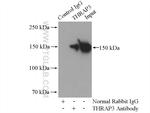THRAP3 Antibody in Immunoprecipitation (IP)