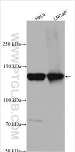 THRAP3 Antibody in Western Blot (WB)
