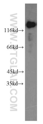 THRAP3 Antibody in Western Blot (WB)