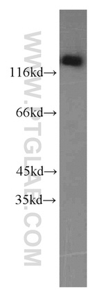 THRAP3 Antibody in Western Blot (WB)