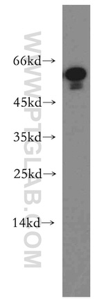 TINAG Antibody in Western Blot (WB)