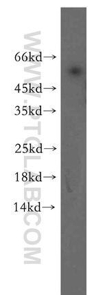 TINAG Antibody in Western Blot (WB)