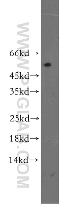 TINAG Antibody in Western Blot (WB)