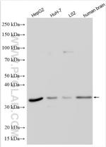 OR4K17 Antibody in Western Blot (WB)