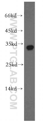 BTF3L3 Antibody in Western Blot (WB)