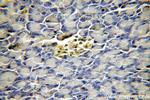 SFT2D3 Antibody in Immunohistochemistry (Paraffin) (IHC (P))