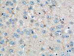 GPR50 Antibody in Immunohistochemistry (Paraffin) (IHC (P))