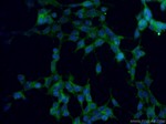 RYR2 Antibody in Immunocytochemistry (ICC/IF)