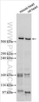 RYR2 Antibody in Western Blot (WB)