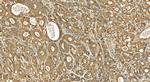 PARP4 Antibody in Immunohistochemistry (Paraffin) (IHC (P))