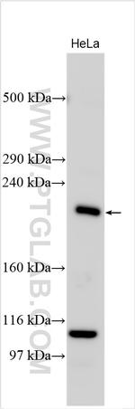 PARP4 Antibody in Western Blot (WB)