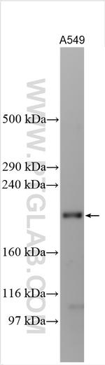 PARP4 Antibody in Western Blot (WB)