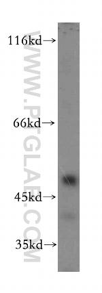 ADRA2B Antibody in Western Blot (WB)