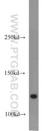 APBA2 Antibody in Western Blot (WB)