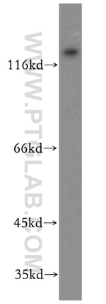 APBA2 Antibody in Western Blot (WB)