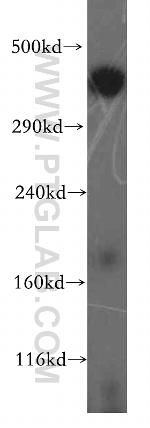 BRCA2 Antibody in Western Blot (WB)