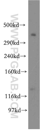 BRCA2 Antibody in Western Blot (WB)