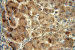 Catalase Antibody in Immunohistochemistry (Paraffin) (IHC (P))