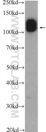 CDH10 Antibody in Western Blot (WB)