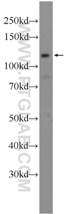 CDH10 Antibody in Western Blot (WB)
