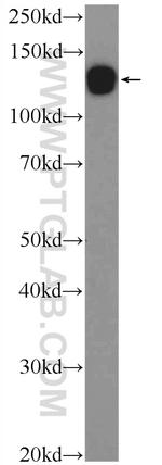 CDH10 Antibody in Western Blot (WB)