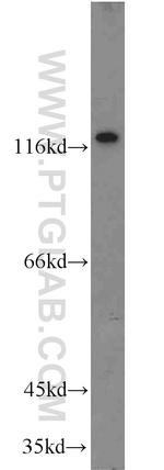 R-cadherin Antibody in Western Blot (WB)