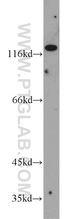 R-cadherin Antibody in Western Blot (WB)