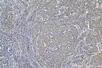 COL6A3 Antibody in Immunohistochemistry (Paraffin) (IHC (P))