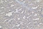 COL6A3 Antibody in Immunohistochemistry (Paraffin) (IHC (P))