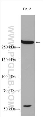 Collagen Type VII Antibody in Western Blot (WB)