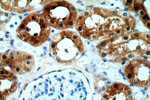 DHX32 Antibody in Immunohistochemistry (Paraffin) (IHC (P))