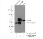 RtcB Antibody in Immunoprecipitation (IP)