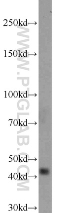 NUP53 Antibody in Western Blot (WB)