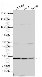 MIS12 Antibody in Western Blot (WB)