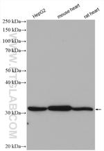HADH Antibody in Western Blot (WB)