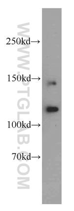 PLEKHG5 Antibody in Western Blot (WB)
