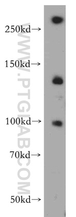 PLEKHG5 Antibody in Western Blot (WB)