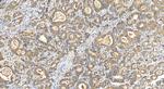 FUNDC2 Antibody in Immunohistochemistry (Paraffin) (IHC (P))