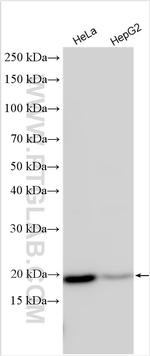 FUNDC2 Antibody in Western Blot (WB)