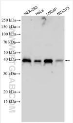 RNF126 Antibody in Western Blot (WB)