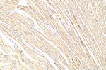 TWEAKR Antibody in Immunohistochemistry (Paraffin) (IHC (P))