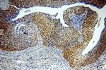 STAG2 Antibody in Immunohistochemistry (Paraffin) (IHC (P))