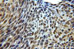STAG2 Antibody in Immunohistochemistry (Paraffin) (IHC (P))