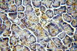 TMX2 Antibody in Immunohistochemistry (Paraffin) (IHC (P))