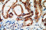 TMX2 Antibody in Immunohistochemistry (Paraffin) (IHC (P))