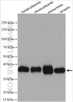 TMX2 Antibody in Western Blot (WB)